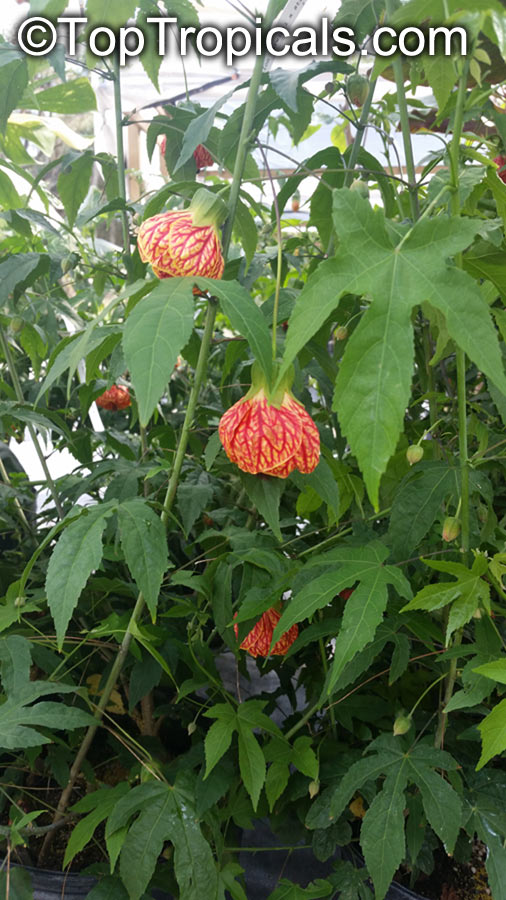 Abutilon x hybridum, Flowering Maple, Weeping Maple,Chinese Lantern. Abutilon 'Fireball'