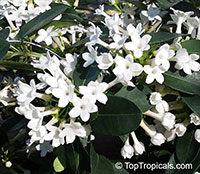 Stephanotis floribunda, Bridal Bouquet, Madagascar Jasmine, Wax flower, Chaplet flower, Floradora, Hawaiian Wedding flower

Click to see full-size image