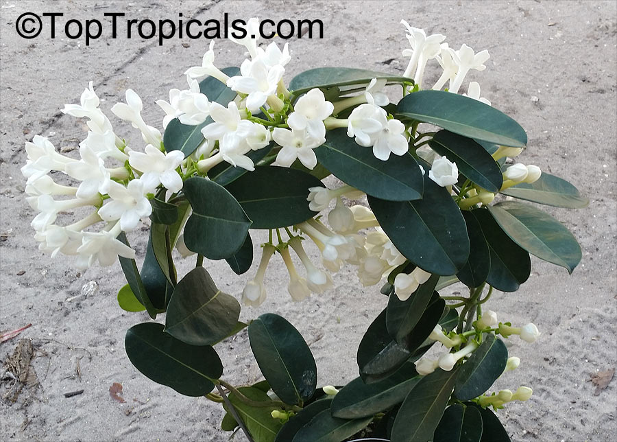 Stephanotis floribunda, Bridal Bouquet, Madagascar Jasmine, Wax flower, Chaplet flower, Floradora, Hawaiian Wedding flower