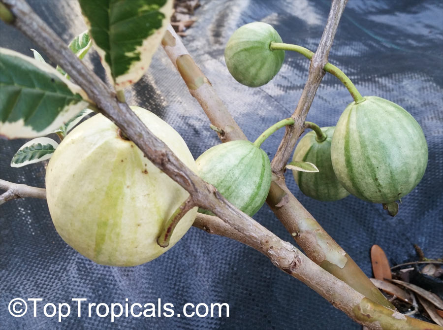Psidium guajava variegata, Honeymoon Guava, Honey Moon, Variegated Guajava