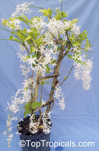 Petrea pubescens, Petrea glandulosa, Petrea volubilis var. alba, Queen's Wreath

Click to see full-size image