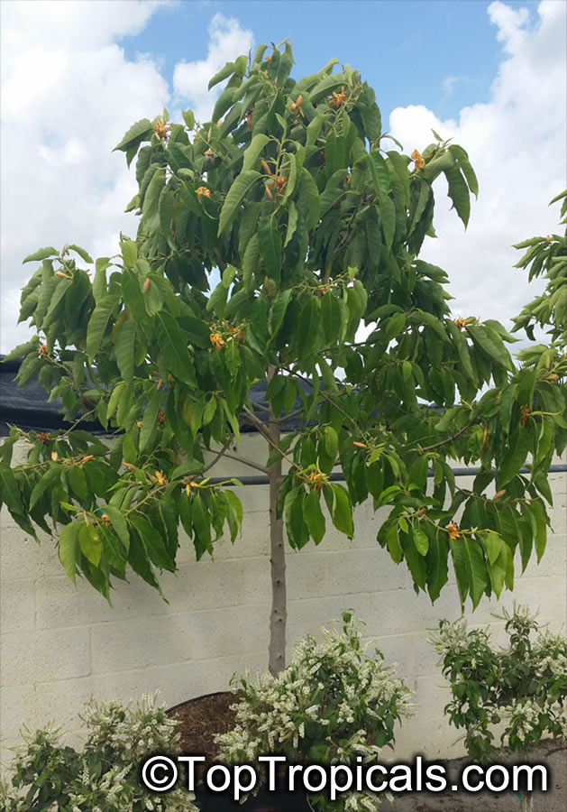 Magnolia (Michelia) champaca - Joy Perfume Tree, Champaka, 15 gal pot