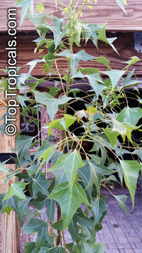 Brachychiton populneus, Kurrajong, Bottle Tree

Click to see full-size image