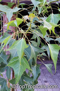 Brachychiton populneus, Kurrajong, Bottle Tree

Click to see full-size image