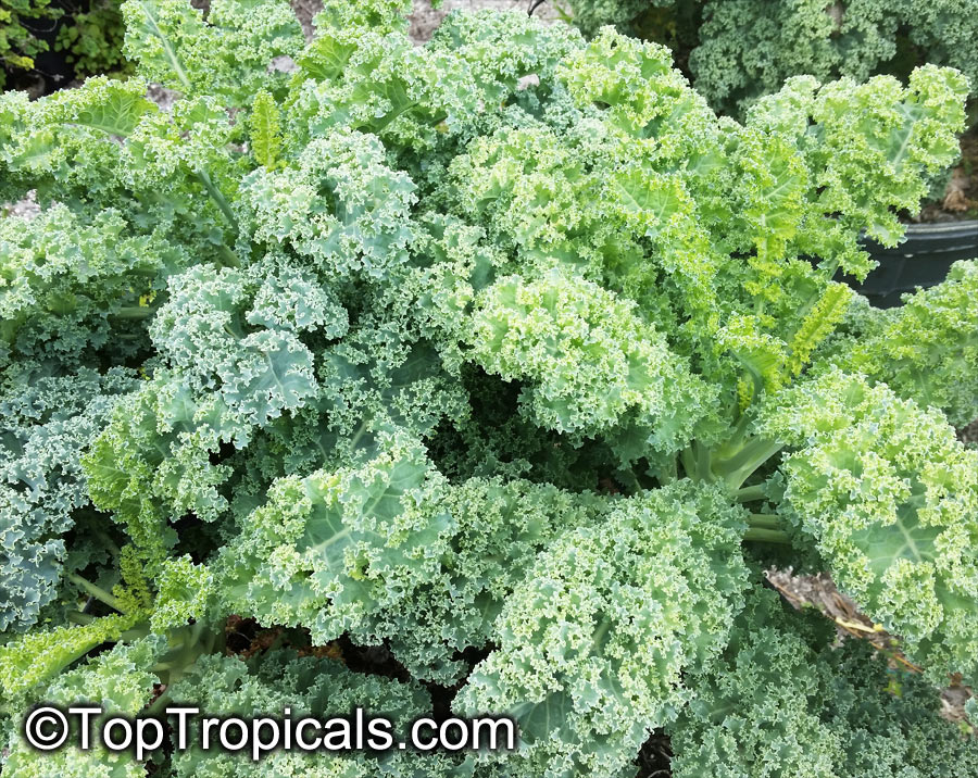 Brassica oleracea Acephala, Kale, Curly-leafed Cabbage