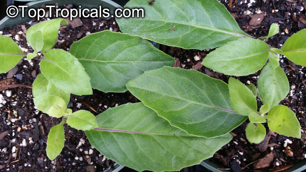 Gynura procubens, Alakaline Herb, Sambung Nyawa, Longevity Spinach