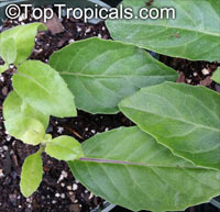 Gynura procubens, Alakaline Herb, Sambung Nyawa, Longevity Spinach

Click to see full-size image