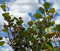 Ficus natalensis subsp. leprieurii, Ficus triangularis, Triangle Ficus, Triangle Leaf Fig Tree

Click to see full-size image