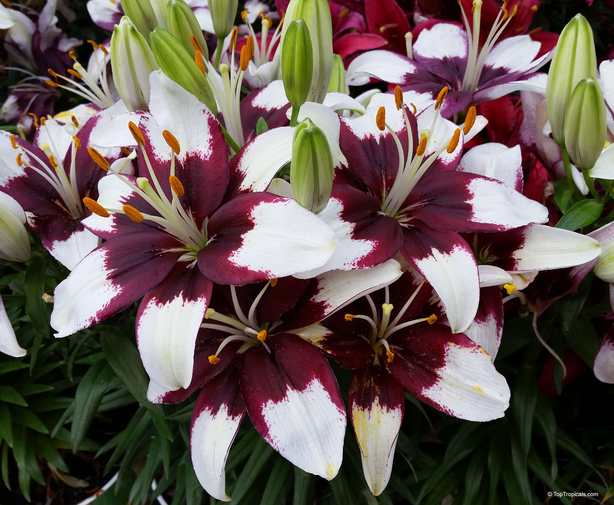Lilium 'Tiny Padhye' Lilium sp. (Lily) with white and deep maroon petals, close up flower, green buds.