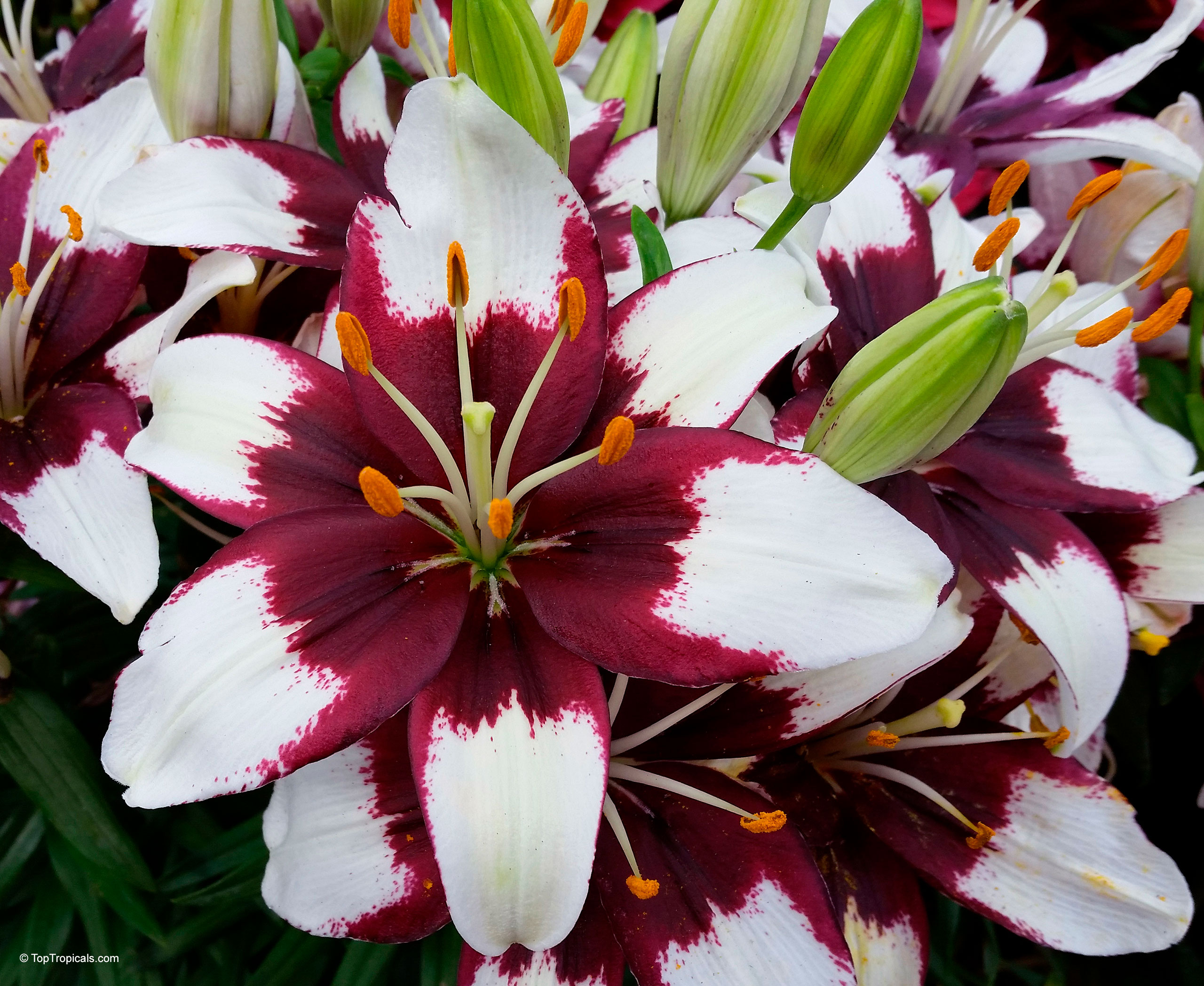 Lilium 'Tiny Padhye' Lilium sp. (Lily) with white and deep maroon petals close up flower