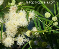 Acacia sp., Prickly Moses, Khair

Click to see full-size image
