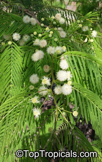 Acacia sp., Prickly Moses, Khair

Click to see full-size image