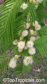 Acacia sp., Prickly Moses, Khair

Click to see full-size image
