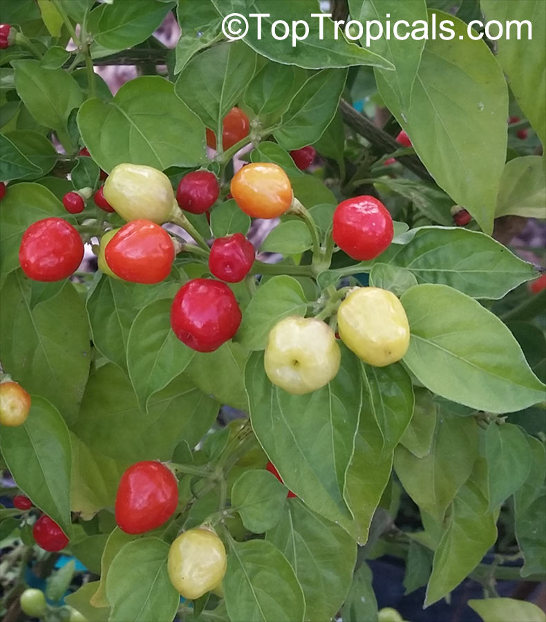 Capsicum frutescens, Wiri Wiri Pepper