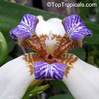 Neomarica gracilis, Walking Iris

Click to see full-size image