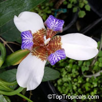 Neomarica gracilis, Walking Iris

Click to see full-size image