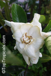 Gardenia sp. , Gardenia

Click to see full-size image