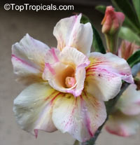Adenium sp. yellow hybrids, Yellow Desert Rose

Click to see full-size image