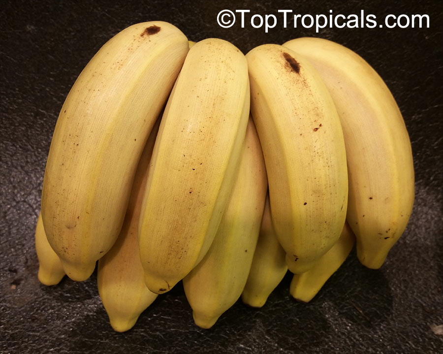 Musa sp., Banana, Bananier Nain, Canbur, Curro, Plantain. Banana 'Manzano'