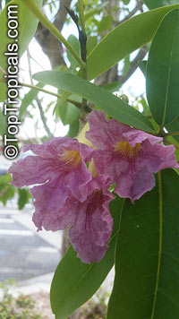 Tabebuia sp., Trumpet Tree

Click to see full-size image