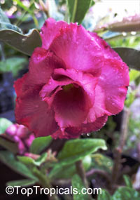 Adenium sp. black hybrids, Black Desert Rose

Click to see full-size image
