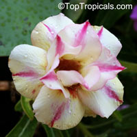 Adenium hybrid (double flower), Double Flower Desert Rose Hybrid

Click to see full-size image
