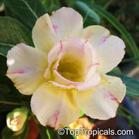 Desert Rose (Adenium) Siam Yellow Smile, Grafted

Click to see full-size image