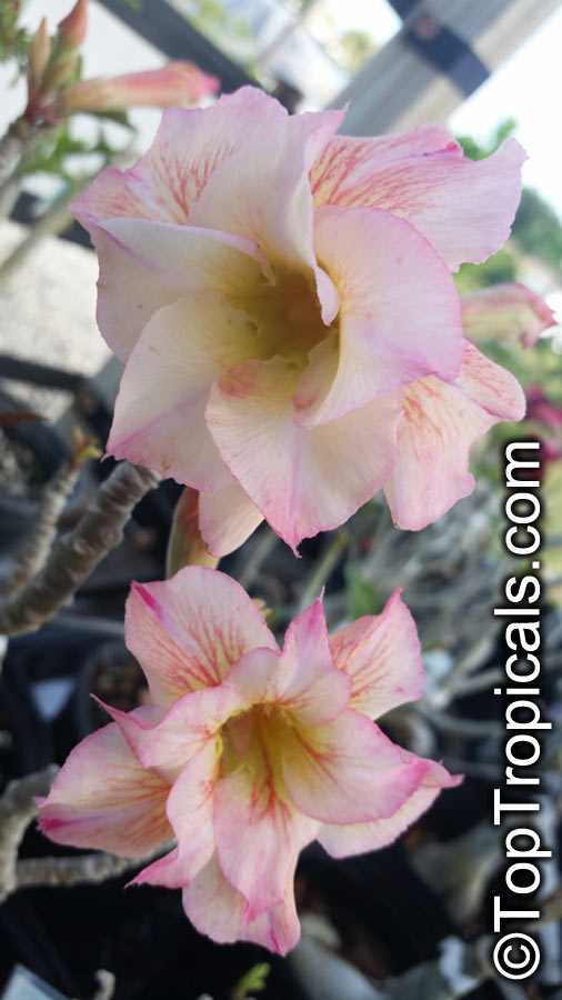 Adenium sp. yellow hybrids, Yellow Desert Rose. Adenium 'Thong Panchang'