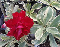 Adenium sp. variegatum, Variegated Desert Rose

Click to see full-size image