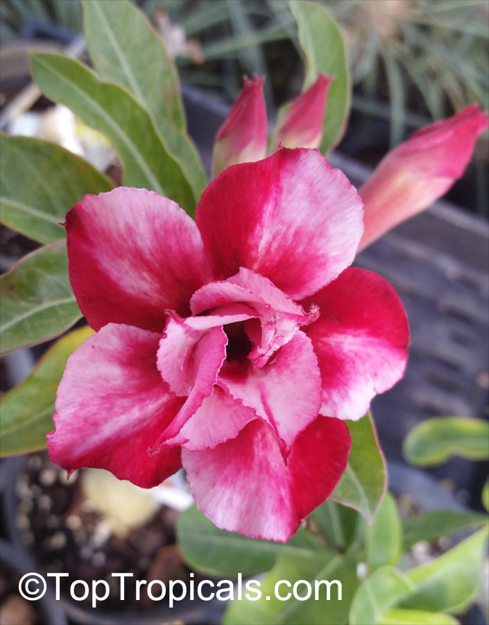 Adenium hybrid (double flower), Double Flower Desert Rose Hybrid. Adenium 'Kulabhin'