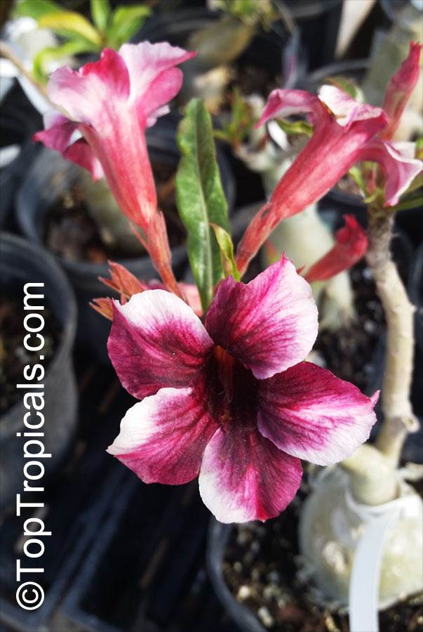 Adenium obesum, Desert Rose, Impala Lily. Adenium 'Moung Sakda'