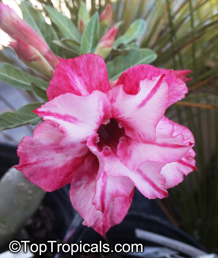 Adenium hybrid (double flower), Double Flower Desert Rose Hybrid. Adenium 'Double Celona'