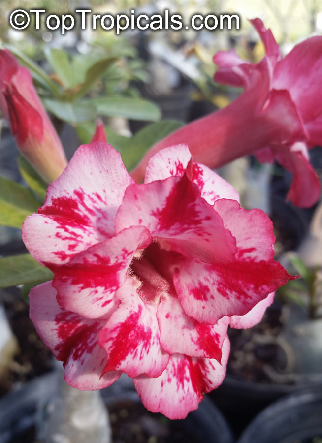 Adenium hybrid (double flower), Double Flower Desert Rose Hybrid. Adenium 'Chot Rassamee'
