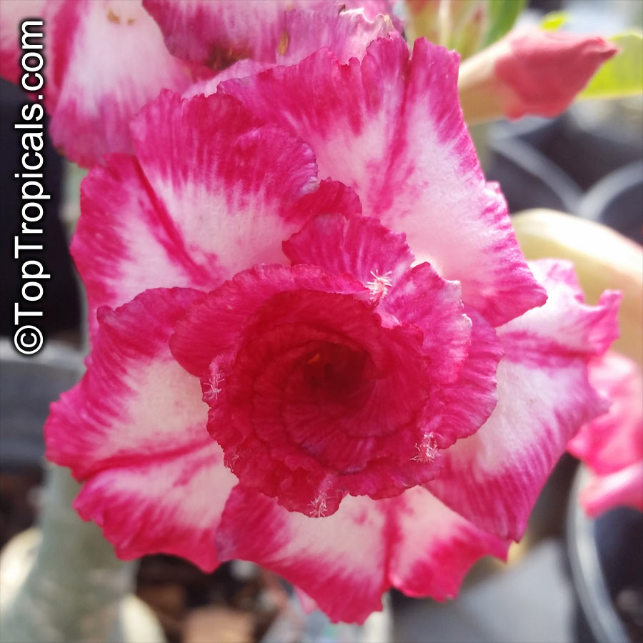 Adenium hybrid (double flower), Double Flower Desert Rose Hybrid. Adenium 'Cham Fah'
