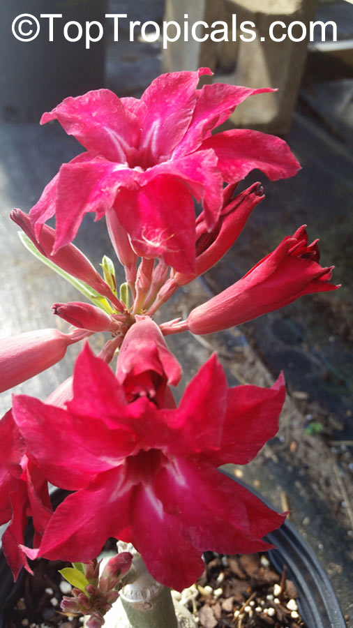 TRIPLE FLOWERS MIXED ASSORTED 20 SEEDS  #C ADENIUM OBESUM DESERT ROSES DOUBLE 