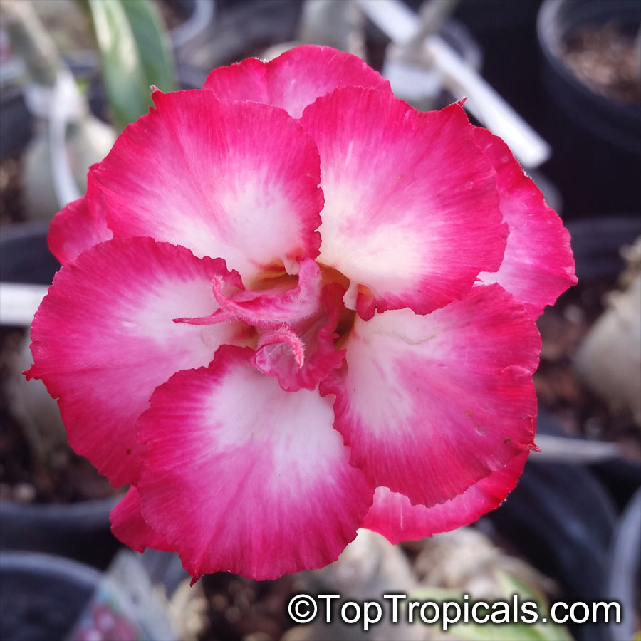 Adenium hybrid (double flower), Double Flower Desert Rose Hybrid. Adenium 'Cherry Bomb'