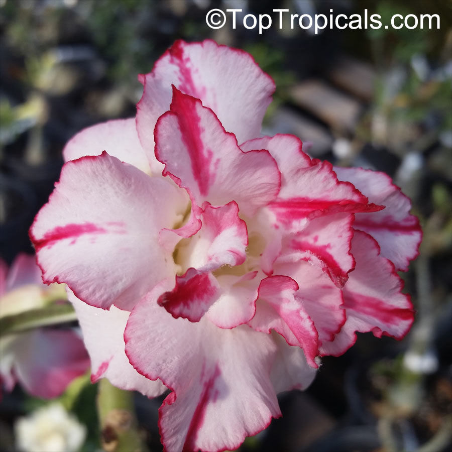 Adenium hybrid (double flower), Double Flower Desert Rose Hybrid. Adenium 'Classic'