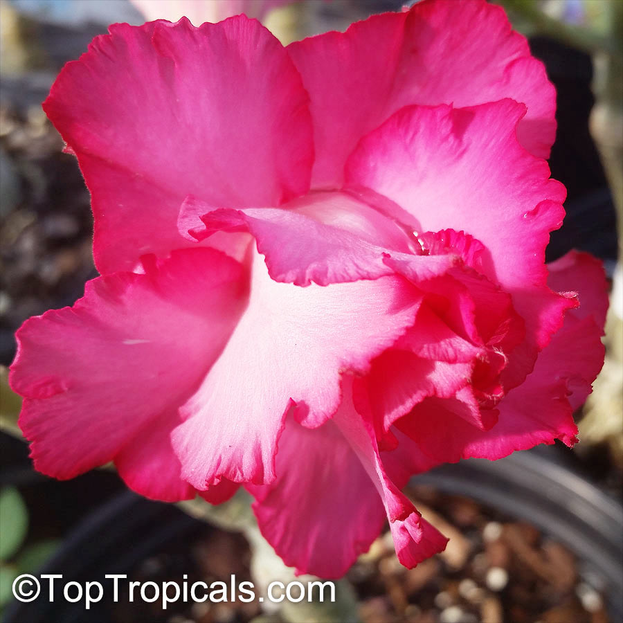 Adenium hybrid (double flower), Double Flower Desert Rose Hybrid. Adenium 'Shocking Pink'