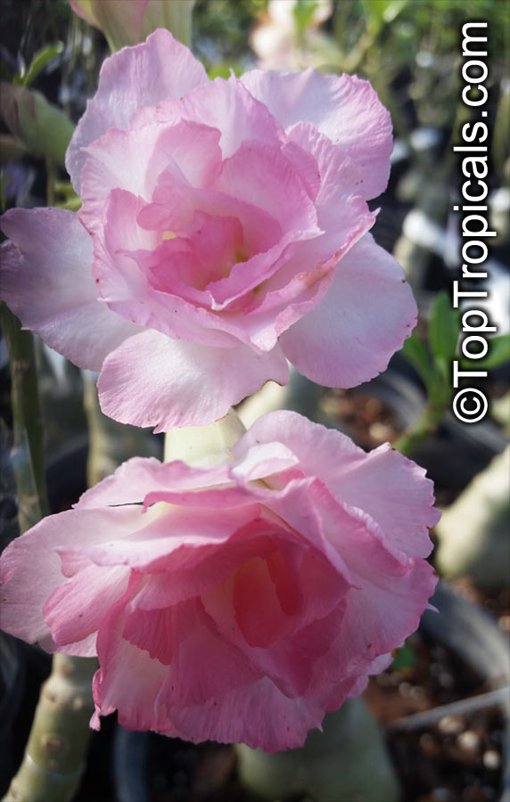 Adenium hybrid (double flower), Double Flower Desert Rose Hybrid. Adenium 'Sweetie'
