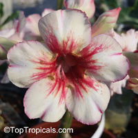 Adenium sp. yellow hybrids, Yellow Desert Rose

Click to see full-size image