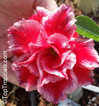Adenium Fighting Fishtail, Grafted

Click to see full-size image