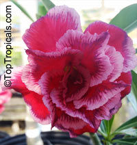 Adenium Obesum Desert Rose Double Flowers "hybride double Caméléon" 10 Graines
