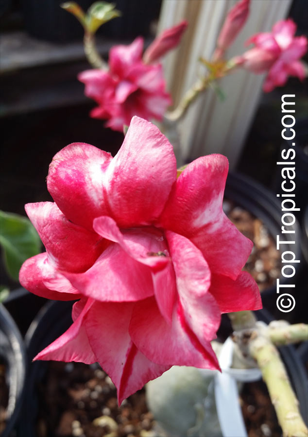 Adenium hybrid (double flower), Double Flower Desert Rose Hybrid. Adenium 'Pohrn Sawan'