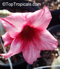 Adenium hybrid (double flower), Double Flower Desert Rose Hybrid

Click to see full-size image