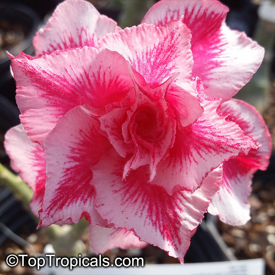 Adenium hybrid --Arrow Desert Rose