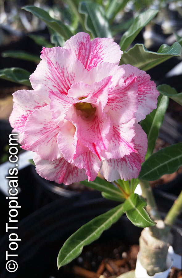 Adenium hybrid (double flower), Double Flower Desert Rose Hybrid. Adenium 'Milkshake'