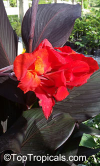 Canna indica, Canna x generalis, Canna Lily, Indian Shot

Click to see full-size image