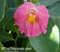 Costus fissiligulatus , African Princess, Spiral Ginger, Cameroon Costus

Click to see full-size image