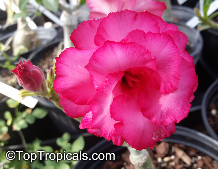 Adenium hybrid (double flower), Double Flower Desert Rose Hybrid