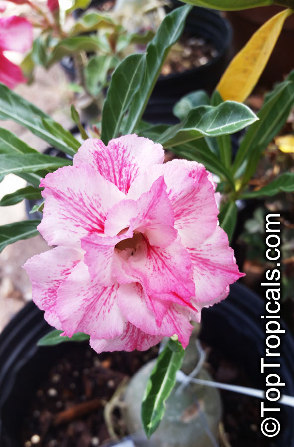 Adenium hybrid (double flower), Double Flower Desert Rose Hybrid. Adenium 'Milkshake'